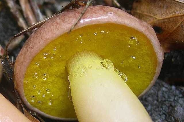 Aureoboletus gentilis     (Qul.)      Pouzar